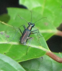 Cicindela cyaniventris