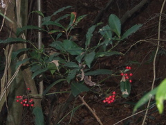 Ardisia crenata