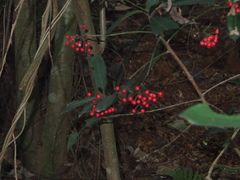 Ardisia crenata
