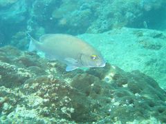 Plectorhinchus schotaf
