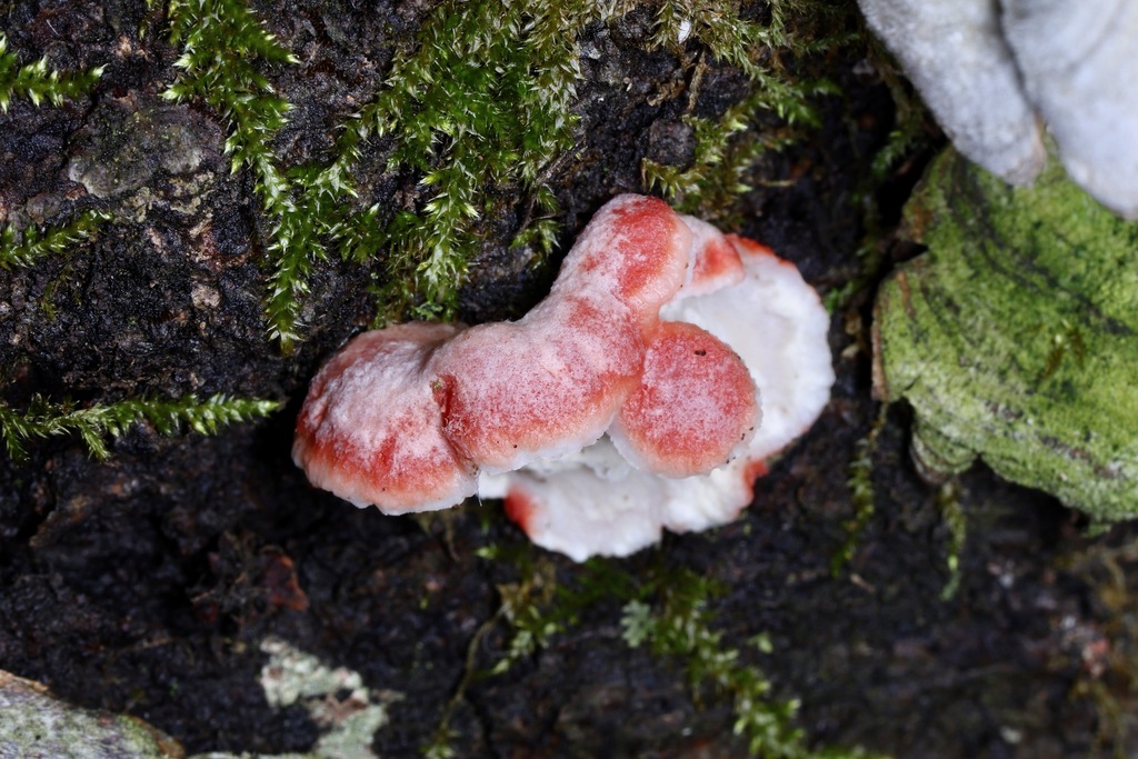 Phlebia incarnata · January 2026 · photo: © colejwolf (iNaturalist, cc-by)