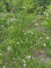 Leptospermum petersonii