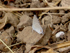 Cupido comyntas texana