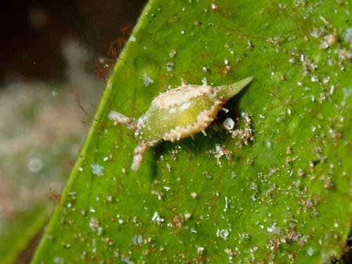 Oxynoe benchijigua