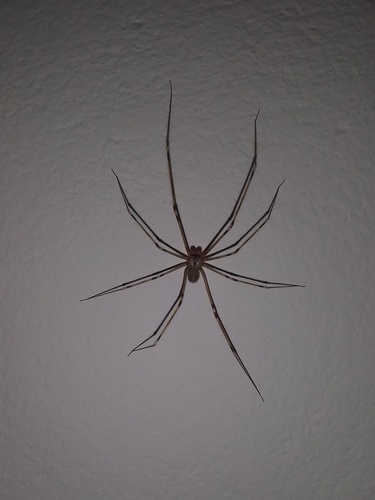 Giant Cellar Spider