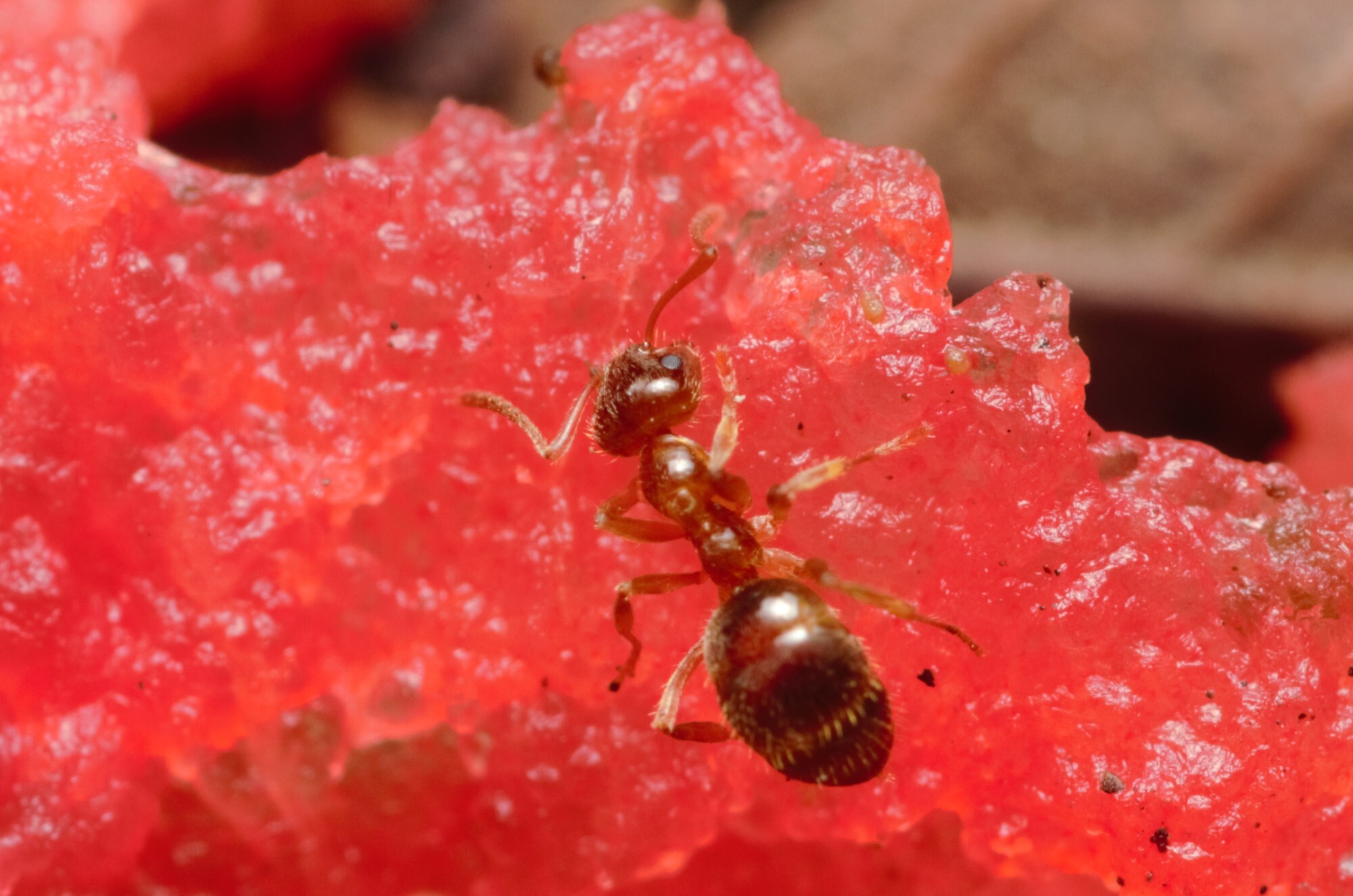 Lasiophanes valdiviensis