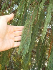 Cupressus cashmeriana