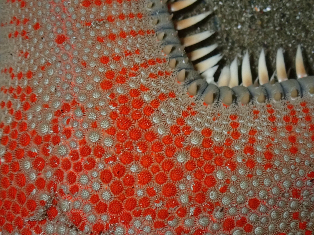 Red comb-(sea) star