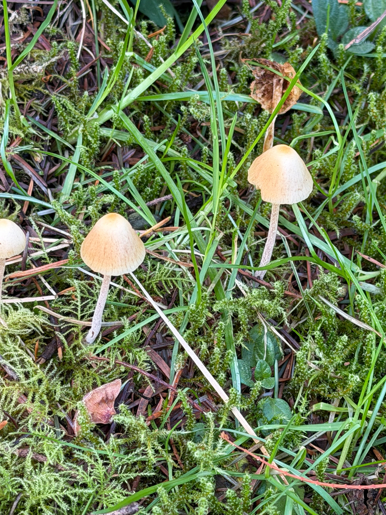 Galerina semilanceata · January 2026 · photo: © wafflemaster135 (iNaturalist, cc0)