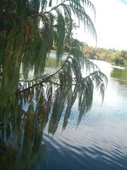 Cupressus cashmeriana