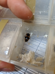 Nicrophorus nepalensis