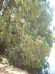 Cupressus cashmeriana