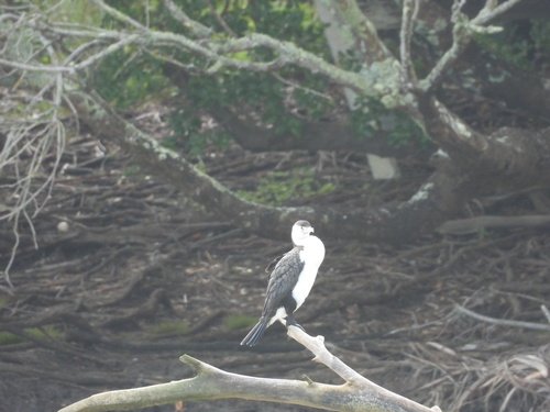 Australian Pied Cormorant (Phalacrocorax varius), photo 8