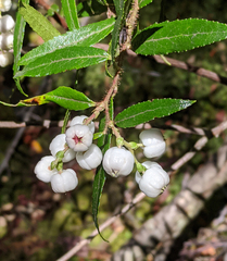 Gaultheria hispida