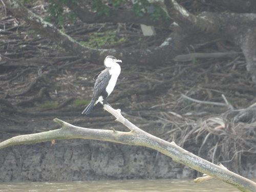 Australian Pied Cormorant (Phalacrocorax varius), photo 7