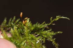 Sciuro-hypnum populeum