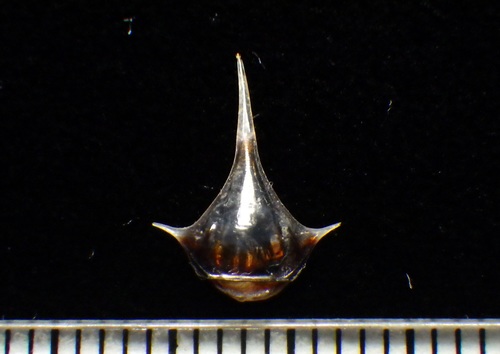 Diacria trispinosa observed 2017-12-16
