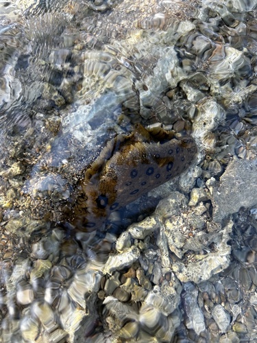 Aplysia dactylomela