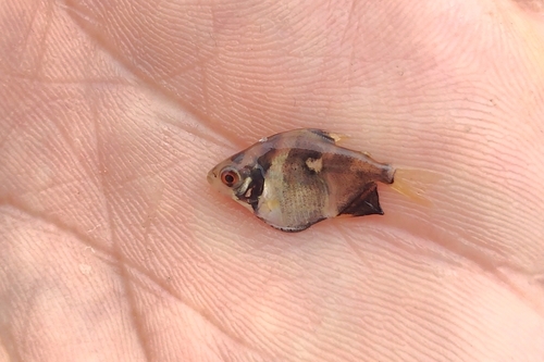 Silver Dollar fish (Mylossoma duriventre) — Serrasalmidae