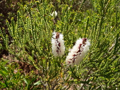 Melaleuca huegelii