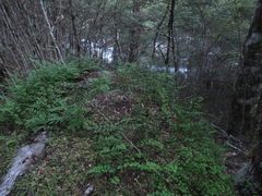 Cystopteris tasmanica