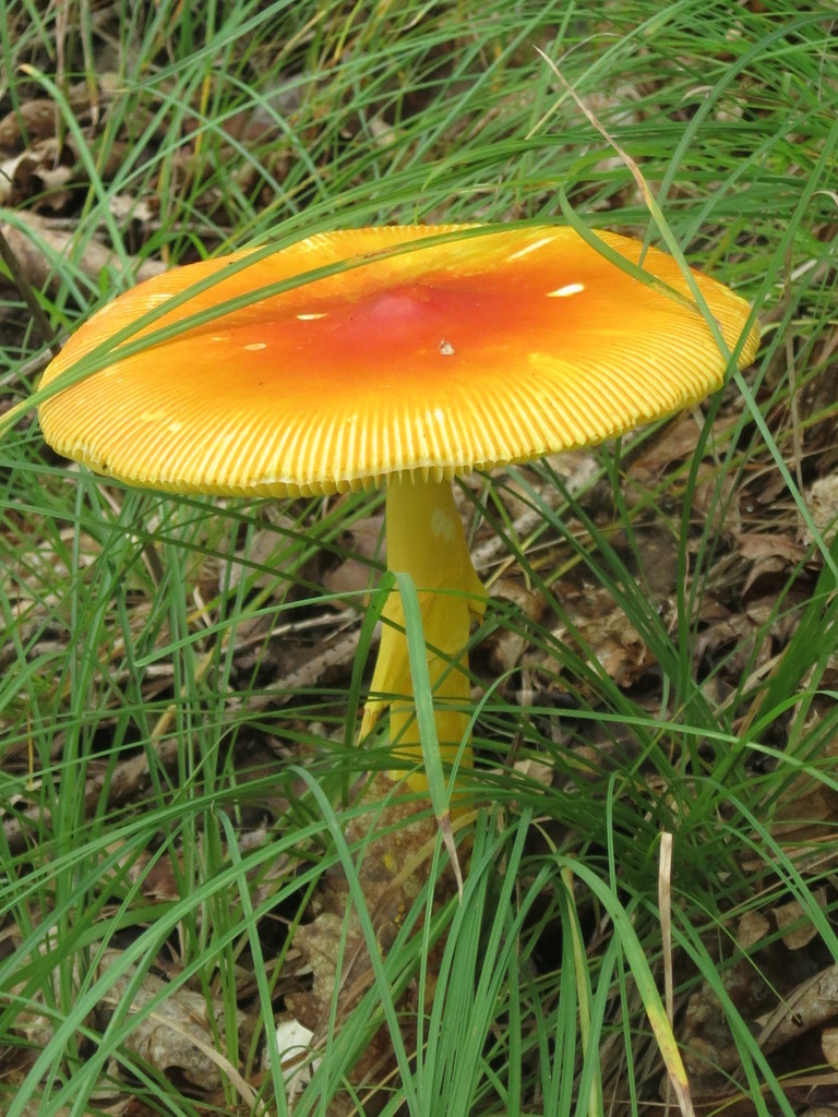 Amanita caesareoides · August 2019 · photo: © repta (iNaturalist, cc-by)