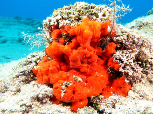 Crambe crambe (Schmidt, 1862)