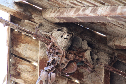 American Cliff Swallow (Petrochelidon pyrrhonota), photo 7