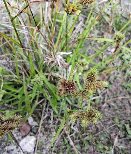Saltmarsh Umbrella-sedge (Fuirena breviseta)