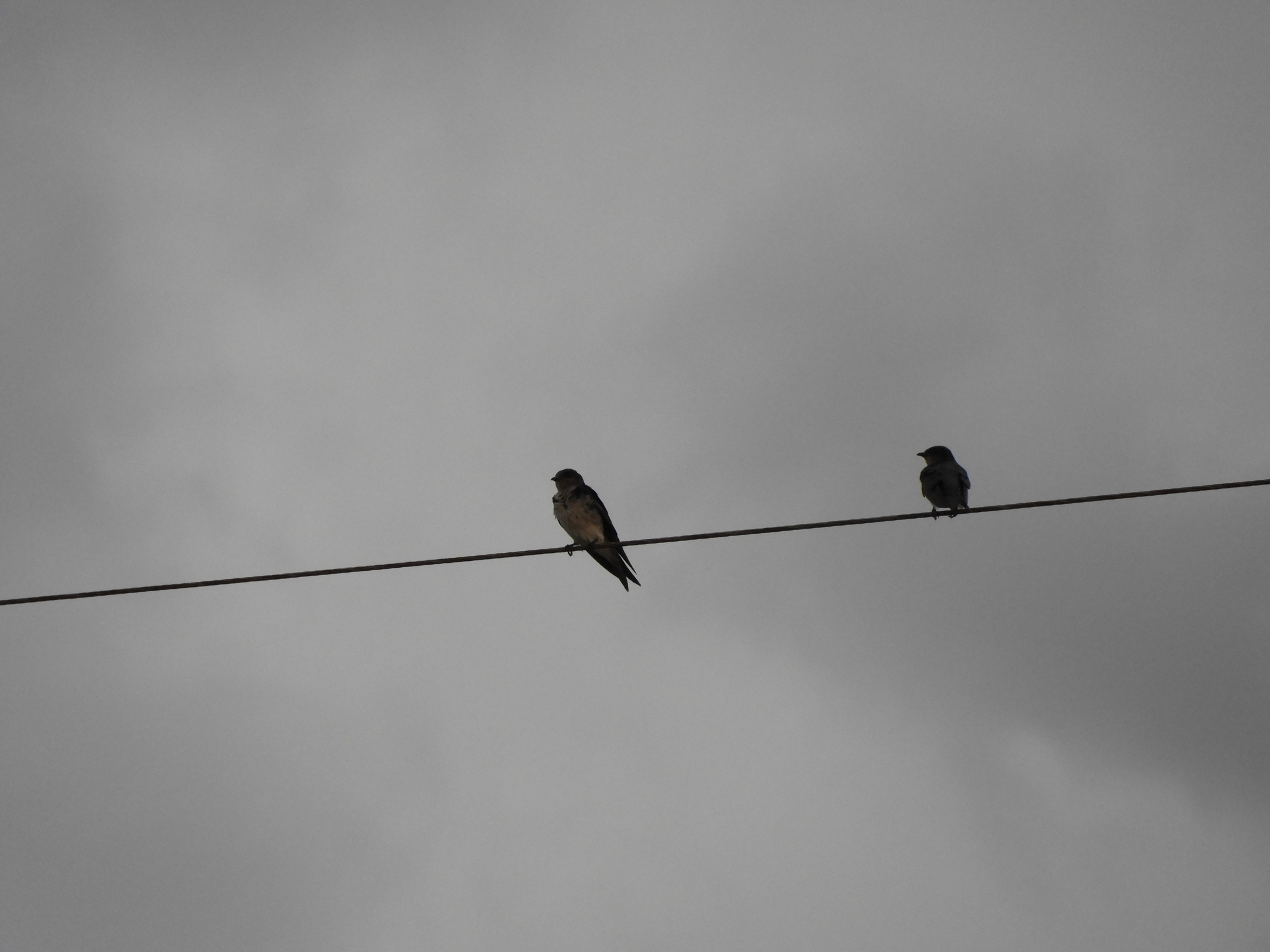 Grey-breasted Martin (Progne chalybea), photo 4