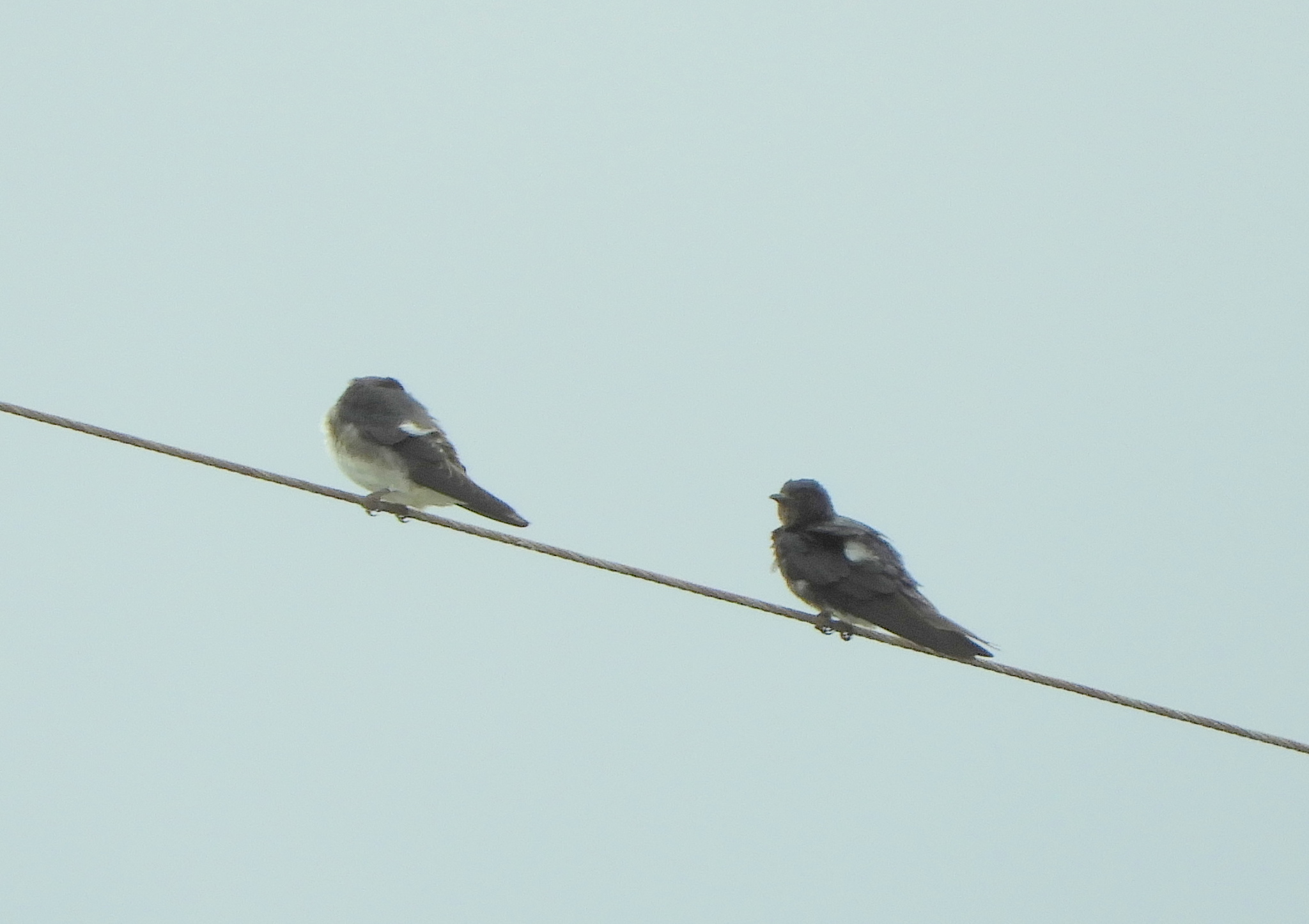 Grey-breasted Martin (Progne chalybea), photo 2