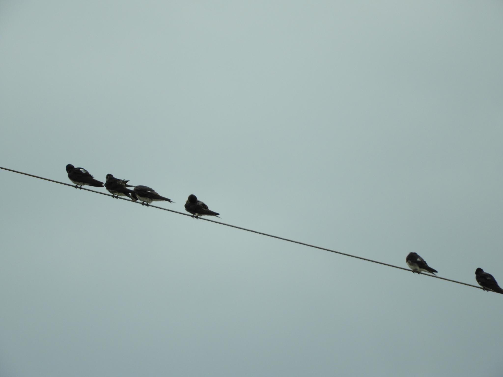 Grey-breasted Martin (Progne chalybea), photo 3