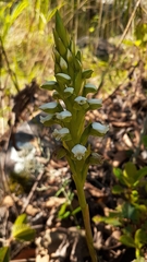 Aulosepalum hemichrea image