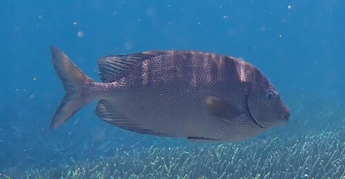 Gold-spot spinefoot (Siganus punctatus) — Siganidae