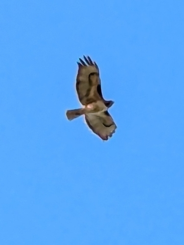 Red-tailed Hawk observed by i-am-tommy