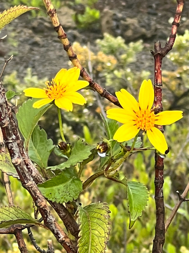 Bidens hawaiensis observed 2026-01-15