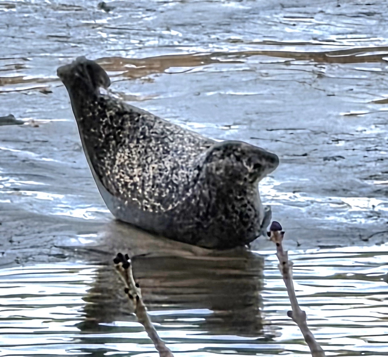 Harbour (Common) Seal