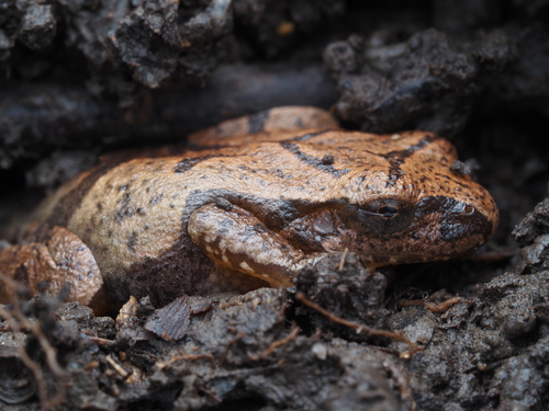 Spring Peeper photographed in Ohio