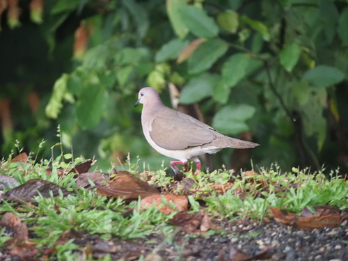 White-tipped Dove (Leptotila verreauxi), photo 5