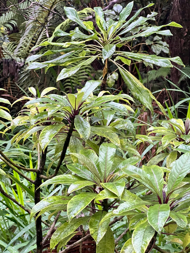 Clermontia parviflora
