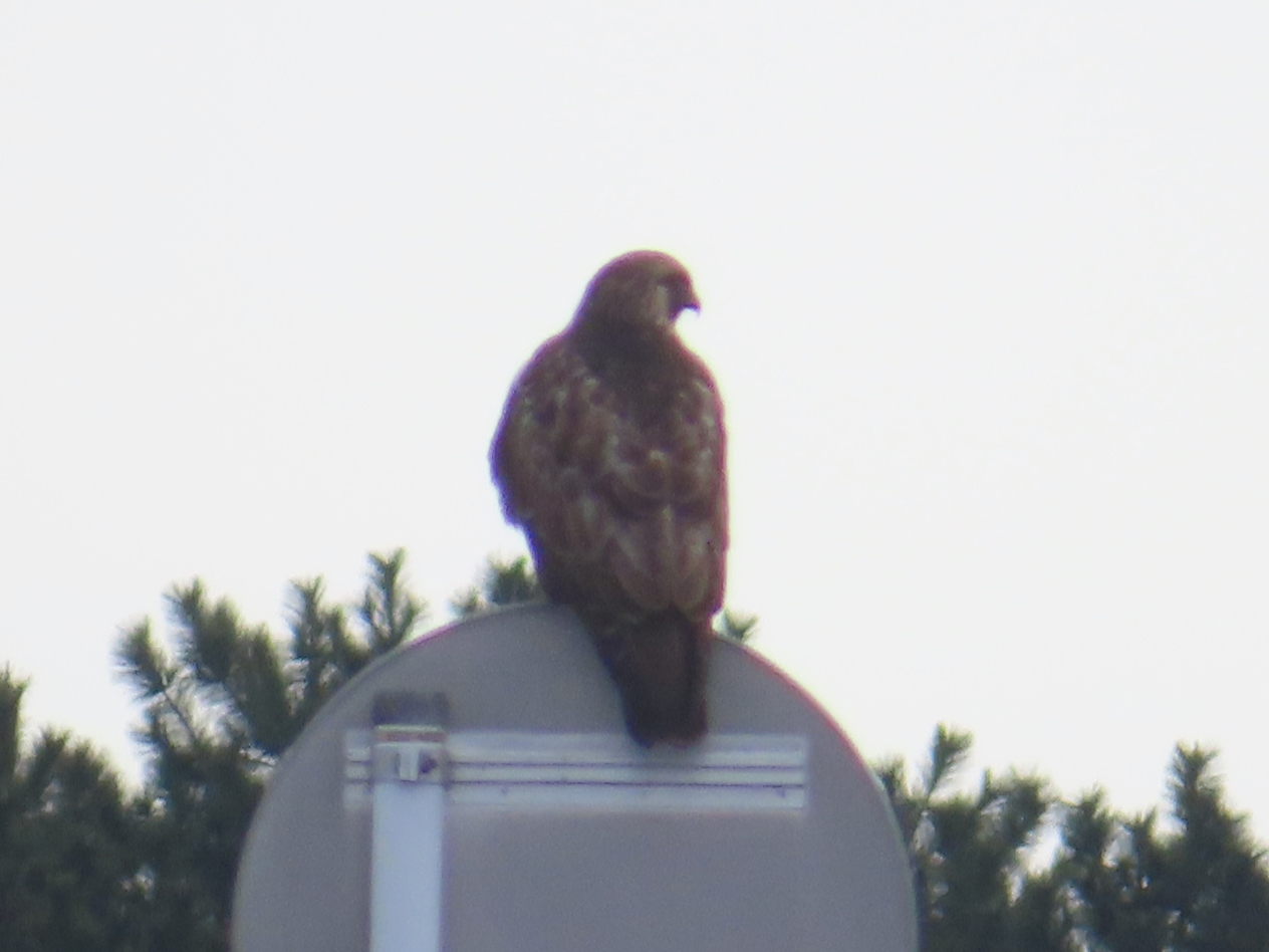 Eastern Buzzard (Buteo japonicus), photo 3