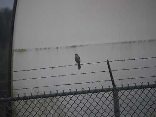 Tropical Mockingbird (Mimus gilvus), photo 5