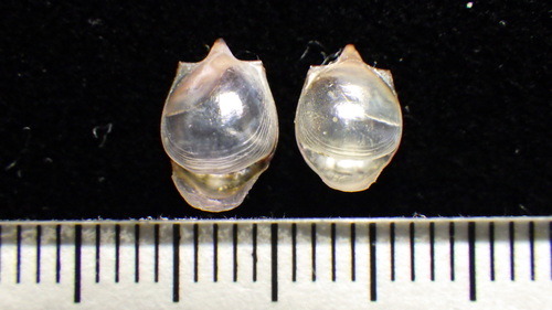 Cavolinia gibbosa observed 2017-12-16