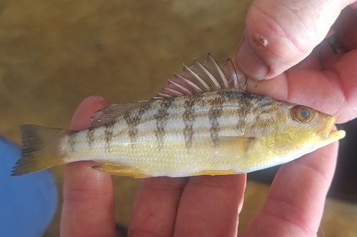 Barred grunt (Conodon nobilis) — Haemulidae — 3