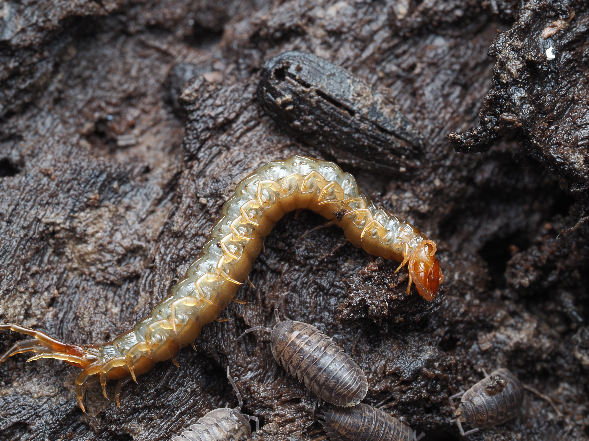 Scolopocryptops nigridius McNeill, 1887