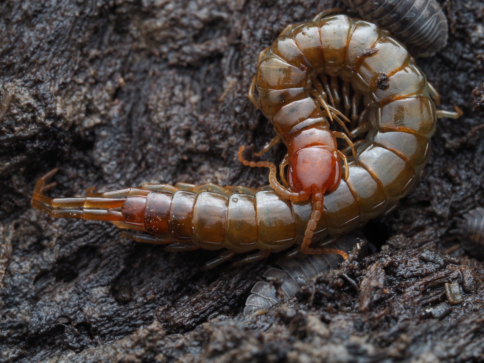 Scolopocryptops nigridius McNeill, 1887