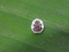 Ceroplastes rusci