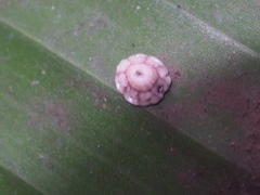 Ceroplastes rusci