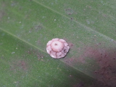 Ceroplastes rusci