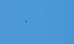 Cheramoeca leucosterna